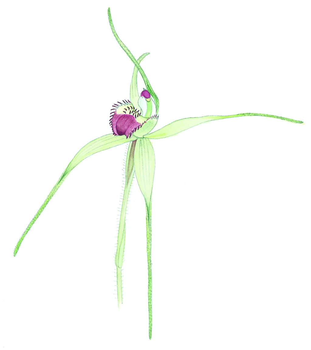 Caladenia flavovirens (hero image)