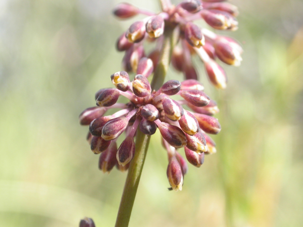 Lomandra multiflora subsp. multiflora (hero image)