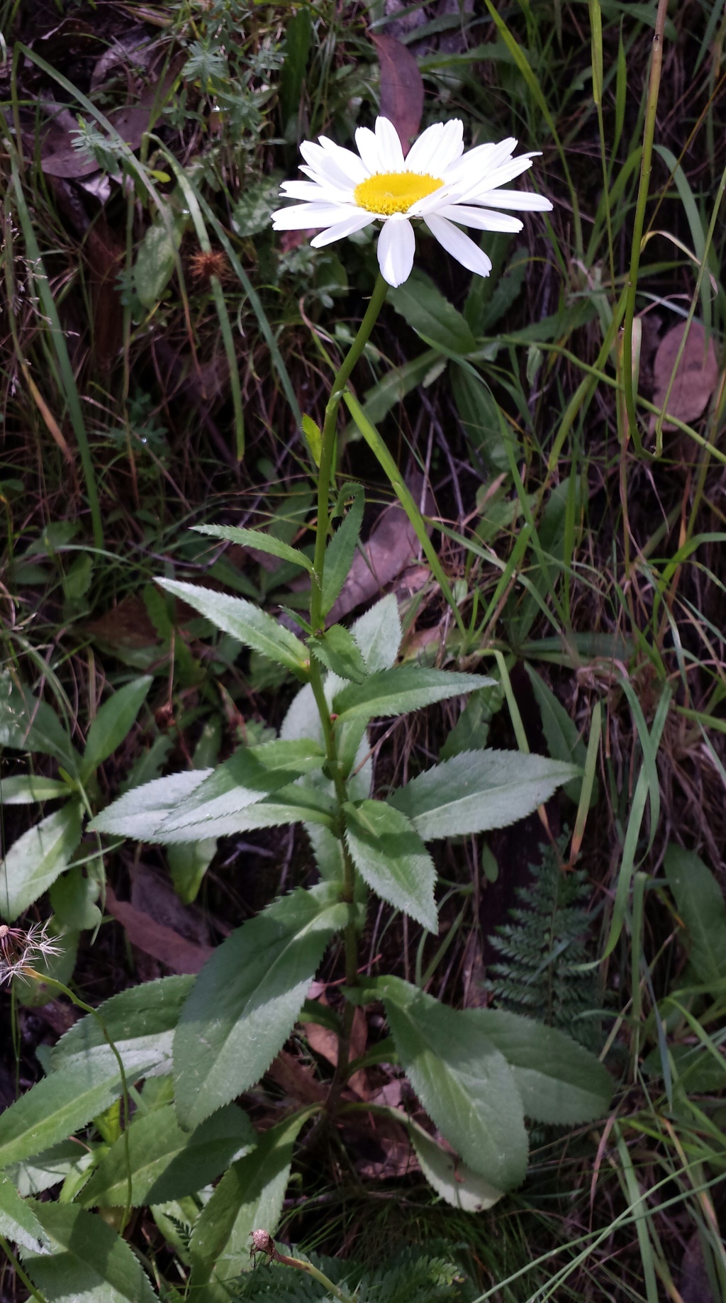 Leucanthemum (hero image)