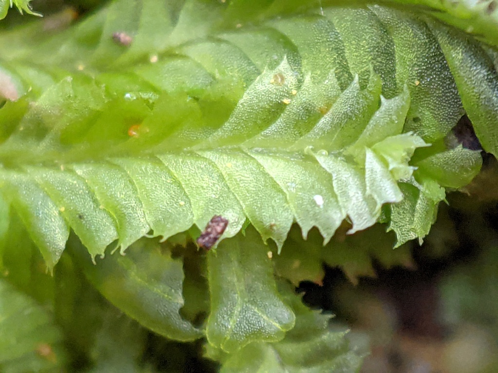 Cryptolophocolea (hero image)
