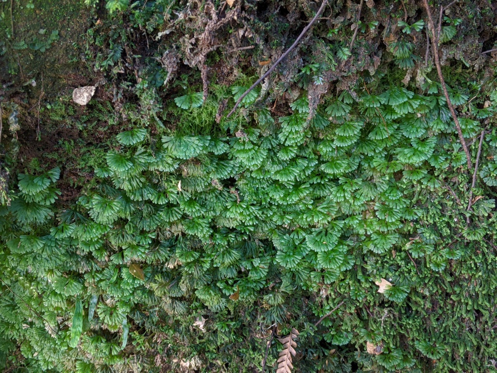 Hymenophytaceae (hero image)