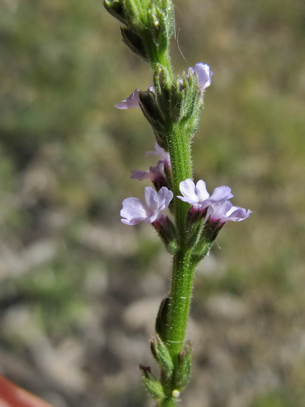 Verbena officinalis var. africana (hero image)