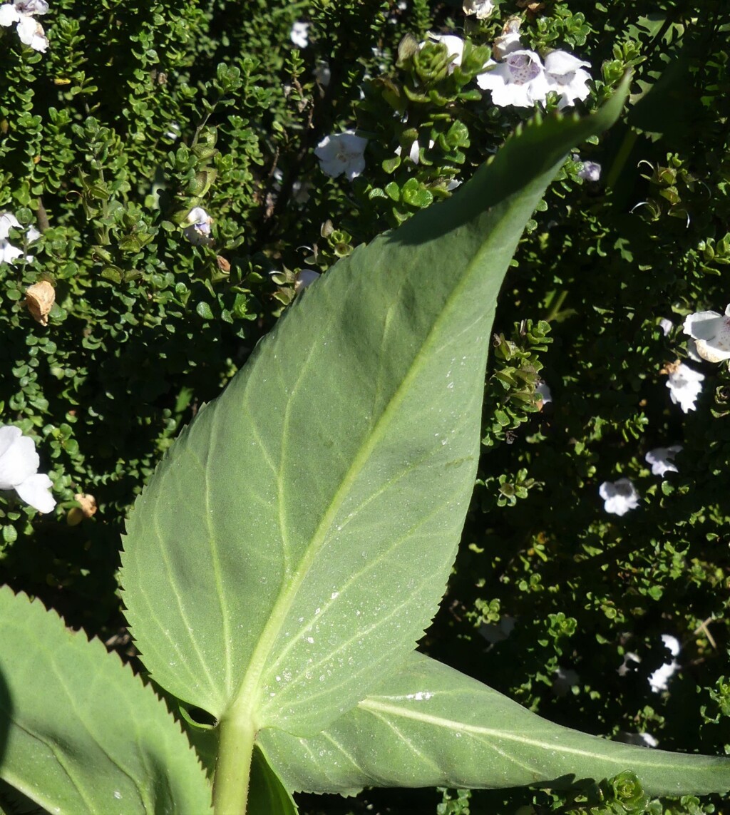 Veronica derwentiana subsp. maideniana (hero image)