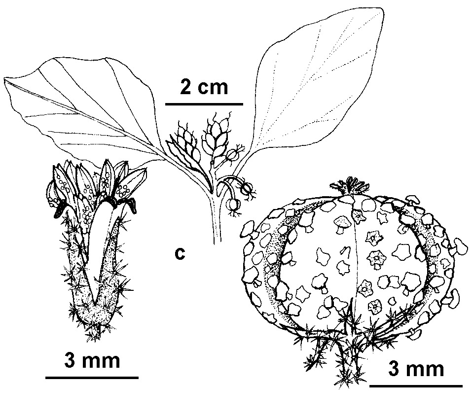 Chrozophora (hero image)