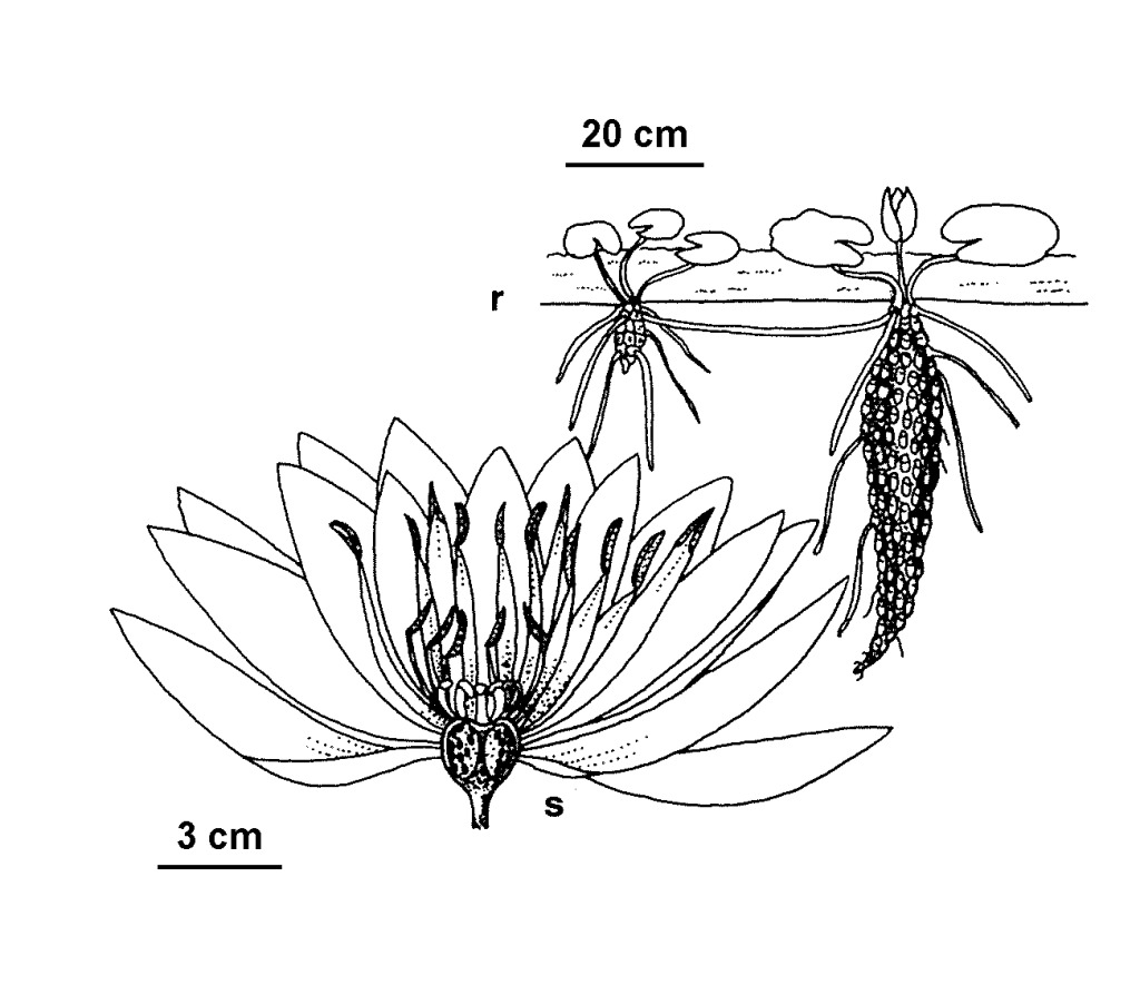 Nymphaea mexicana (hero image)