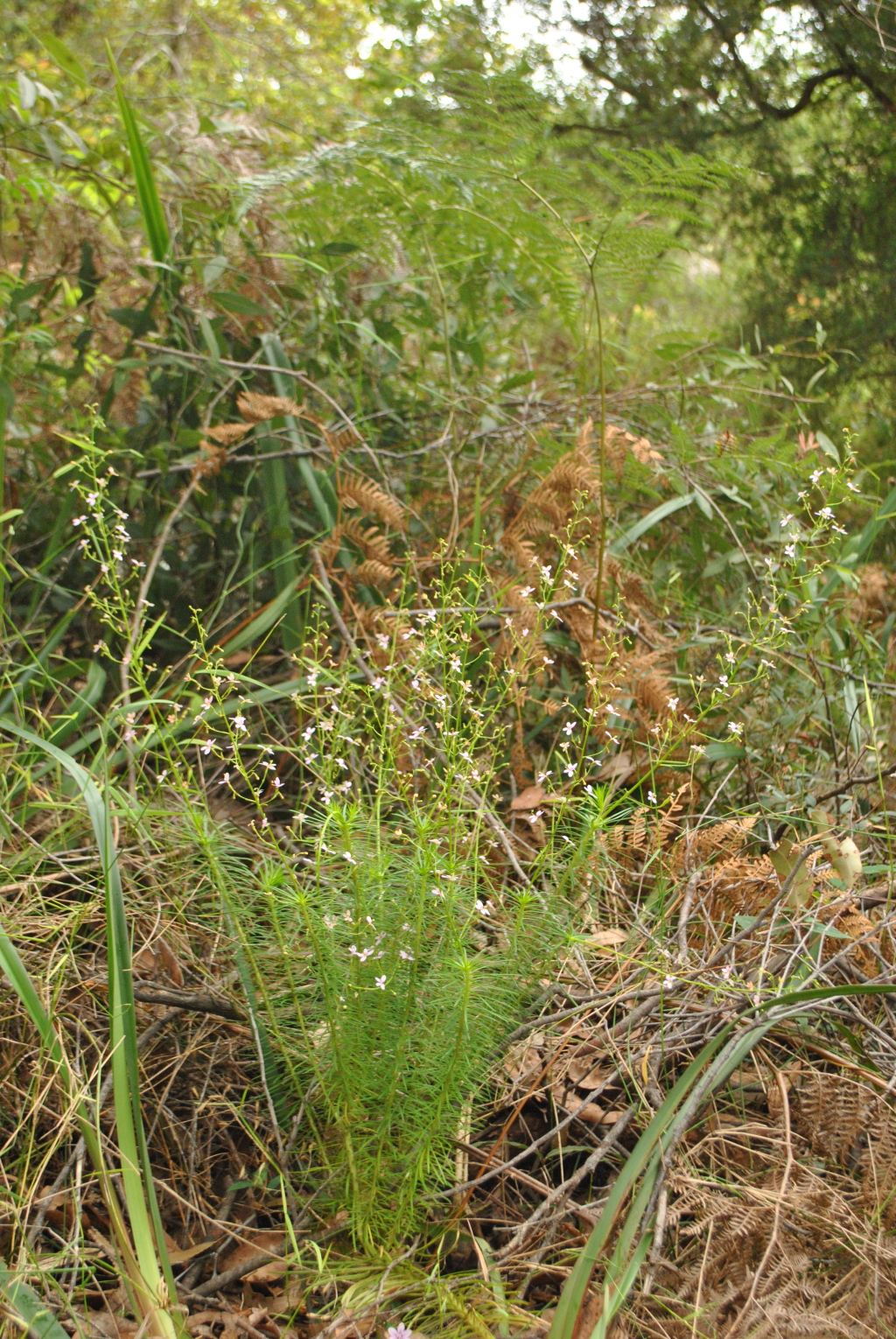 Stylidium laricifolium (hero image)