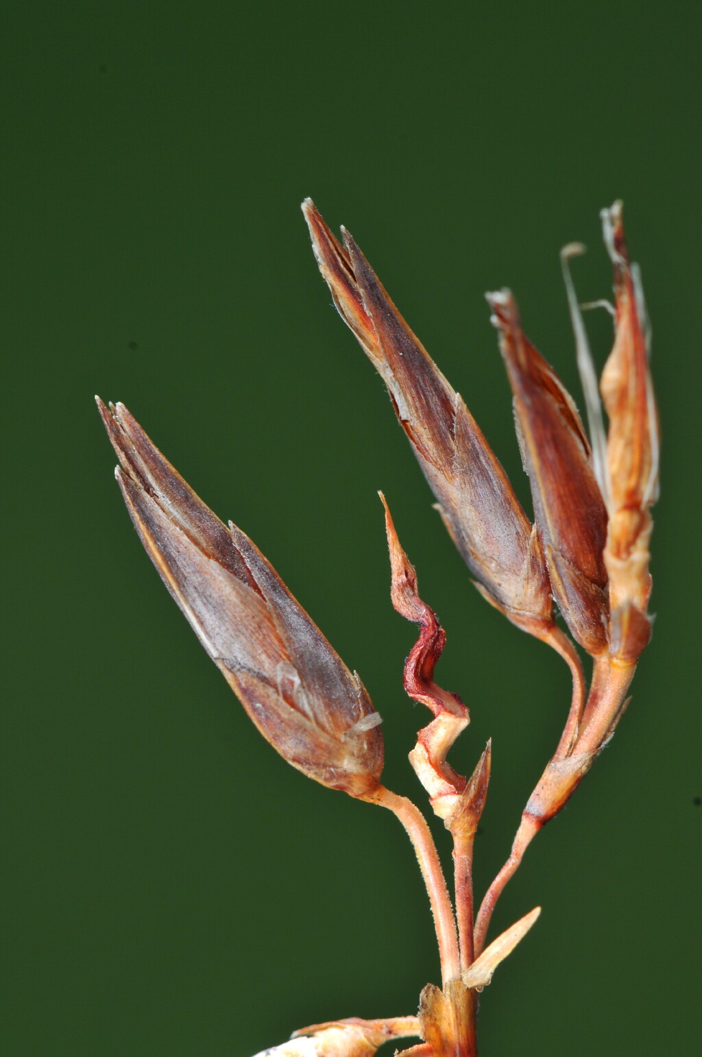 Schoenus brevifolius (hero image)
