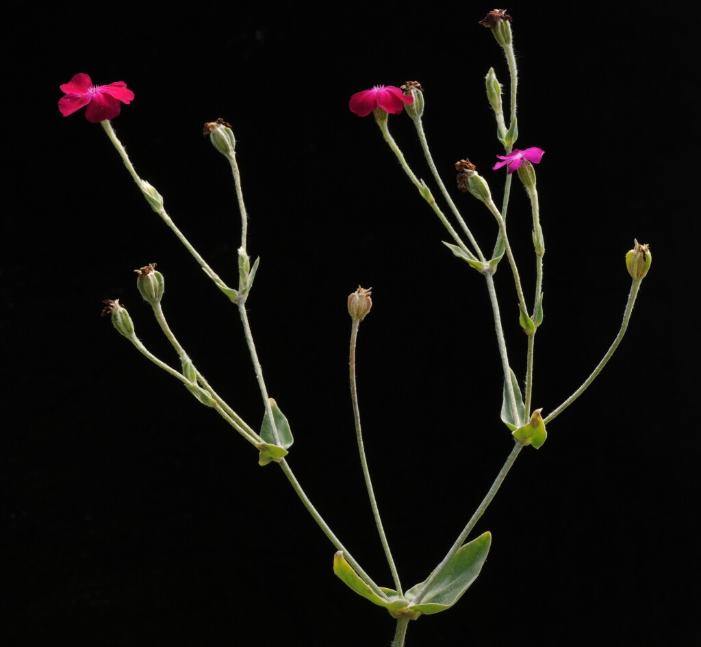 Silene coronaria (hero image)