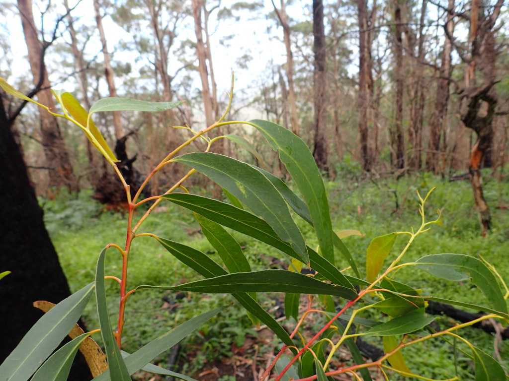 Eucalyptus fraxinoides (hero image)