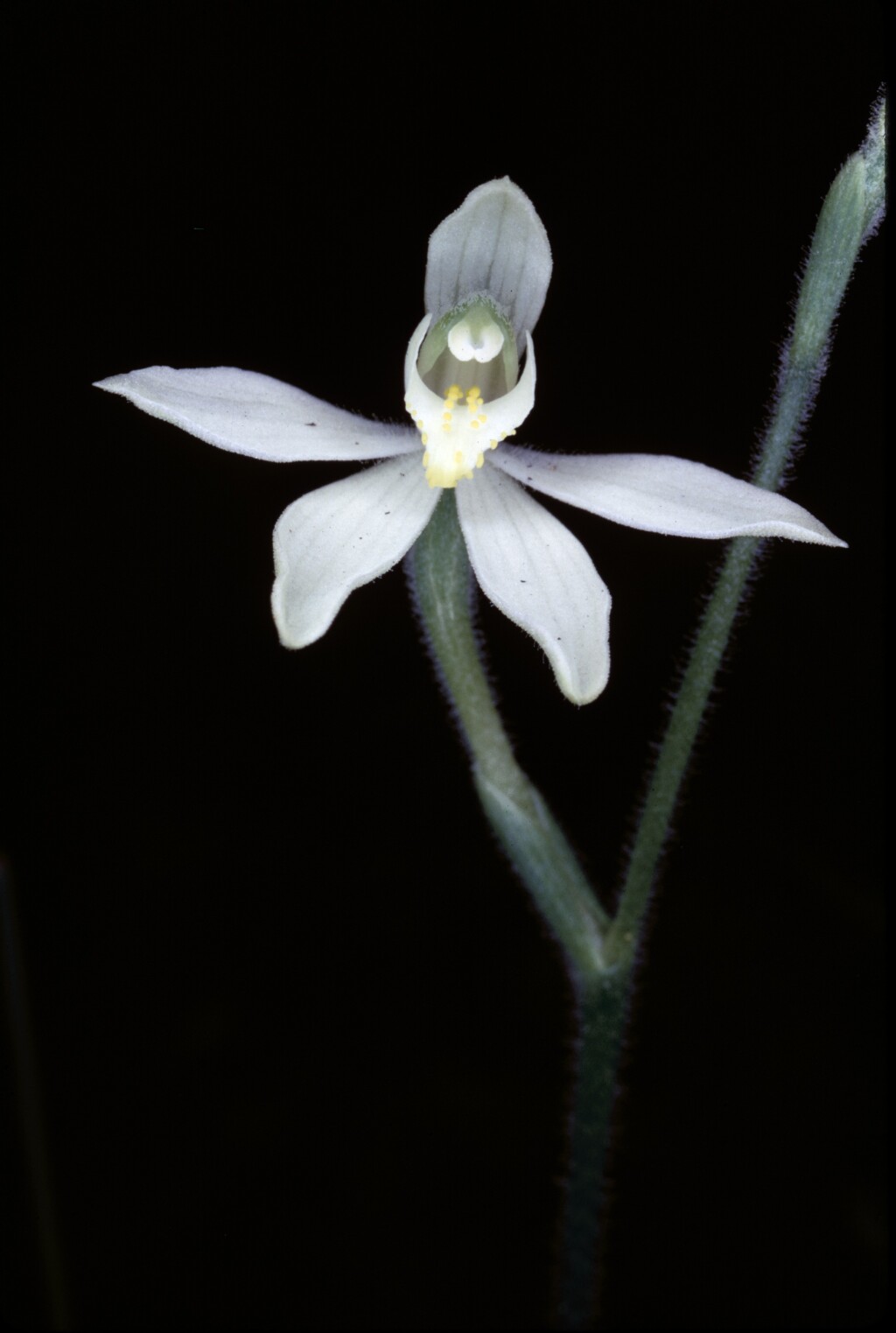 Caladenia catenata (hero image)