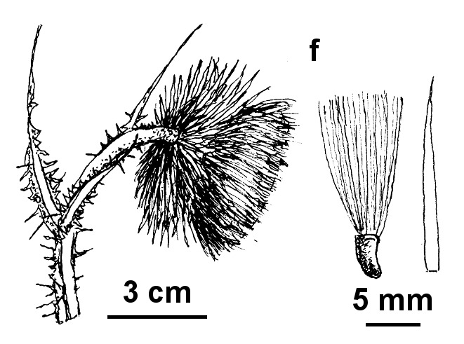 Carduus nutans (hero image)