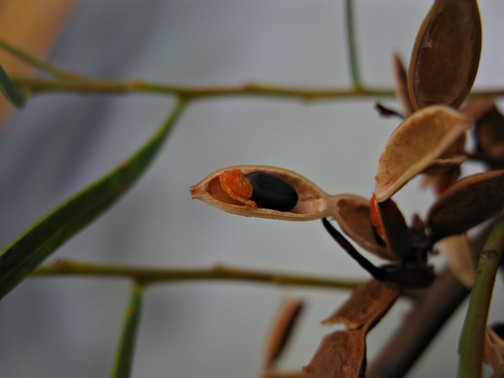 Acacia cupularis (hero image)