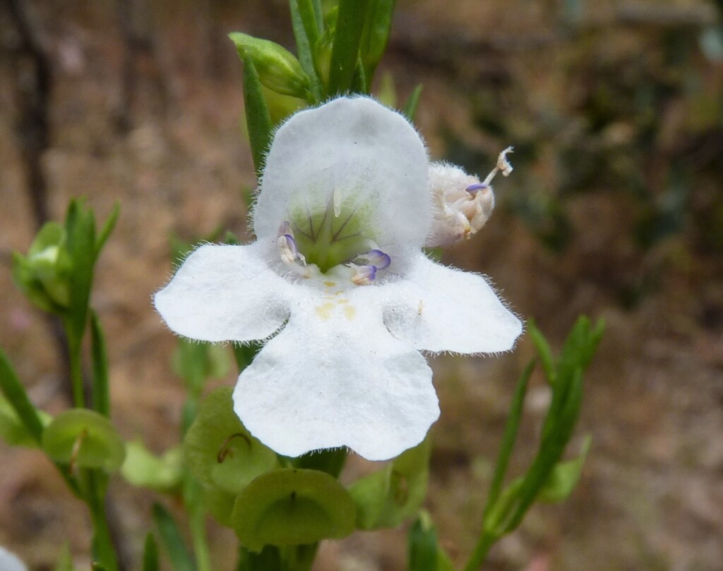 Prostanthera nivea (hero image)