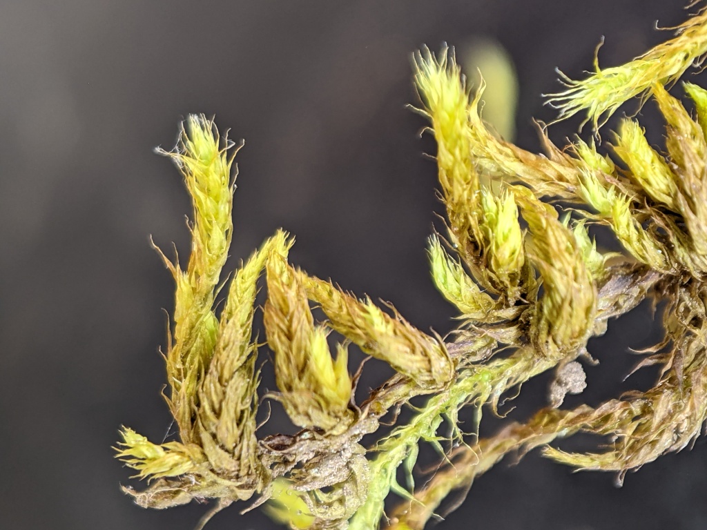 Meteoriaceae (hero image)