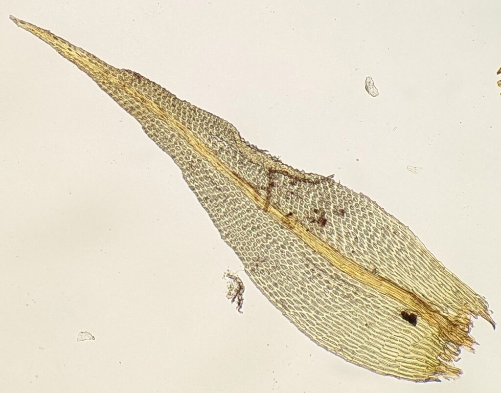 Macromitrium archeri (hero image)