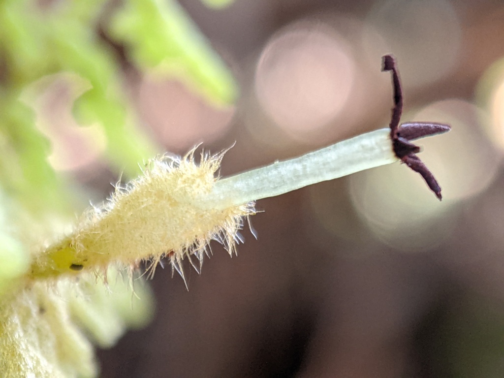 Trichocolea (hero image)