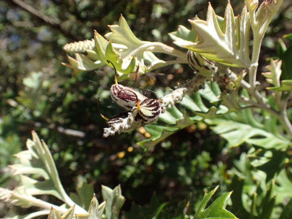 Grevillea willisii (hero image)