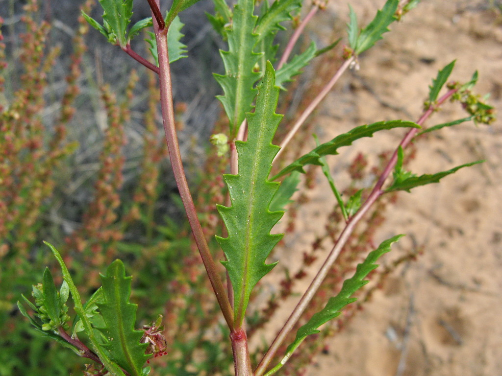 Haloragis odontocarpa (hero image)