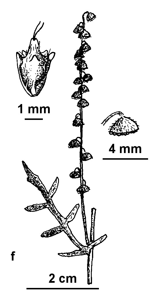 Ambrosia psilostachya (hero image)