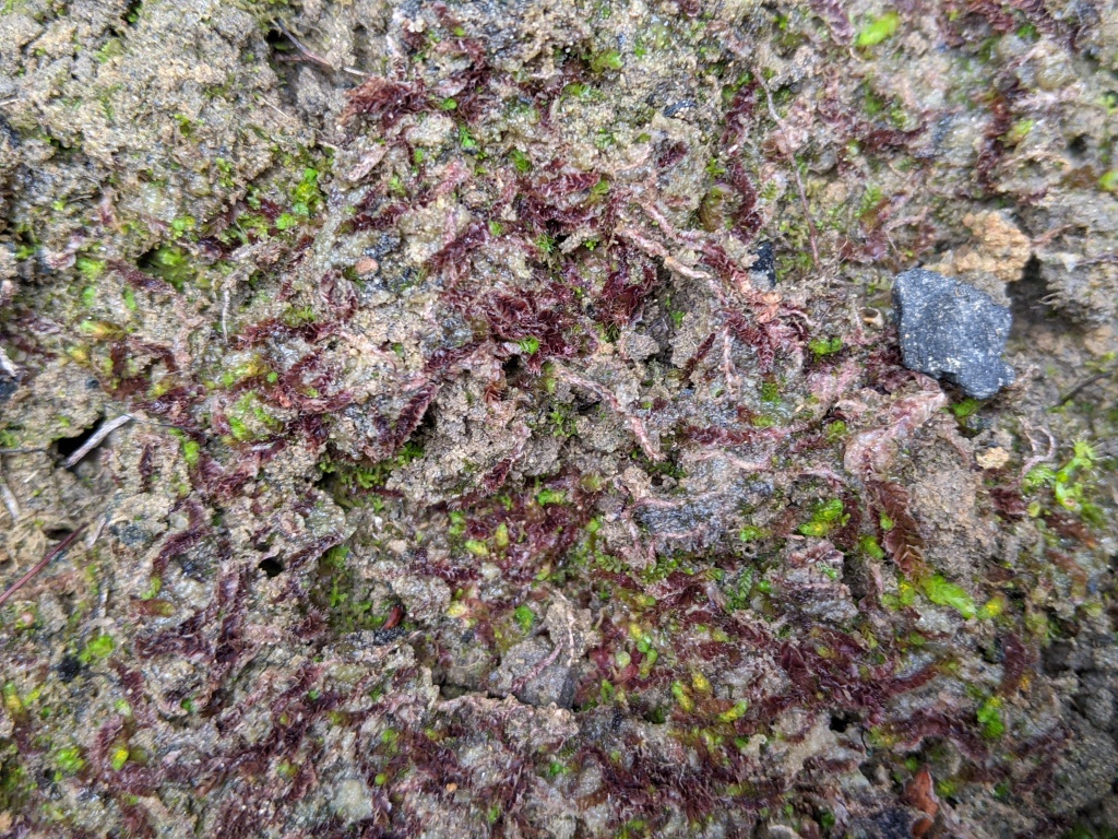 Goebelobryum (hero image)