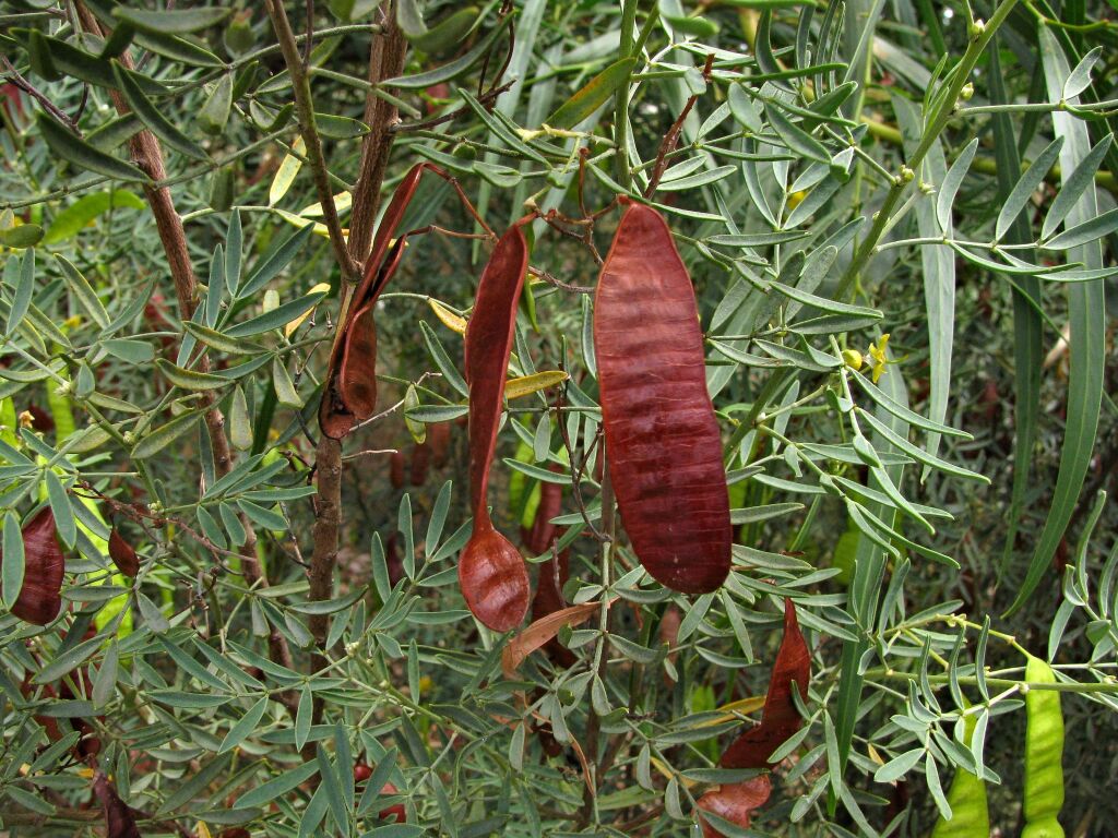 Senna artemisioides subsp. coriacea (hero image)