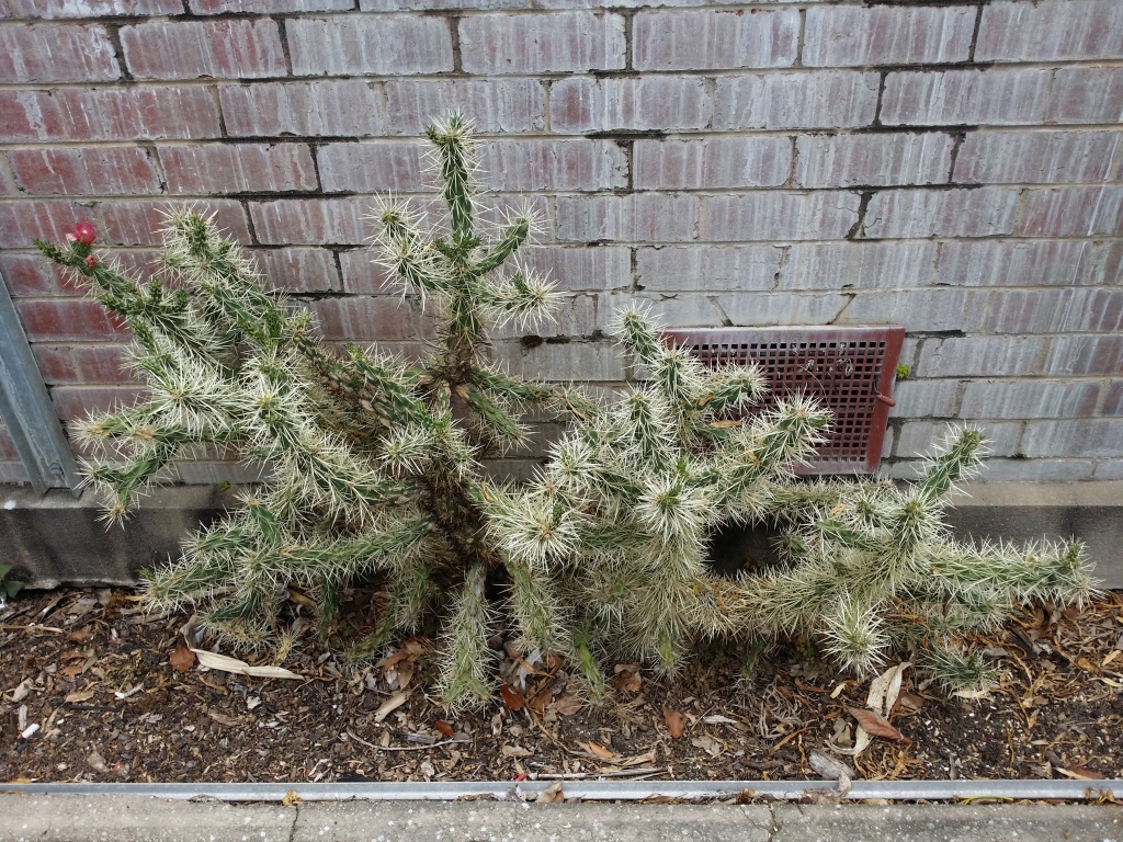 Cylindropuntia (hero image)