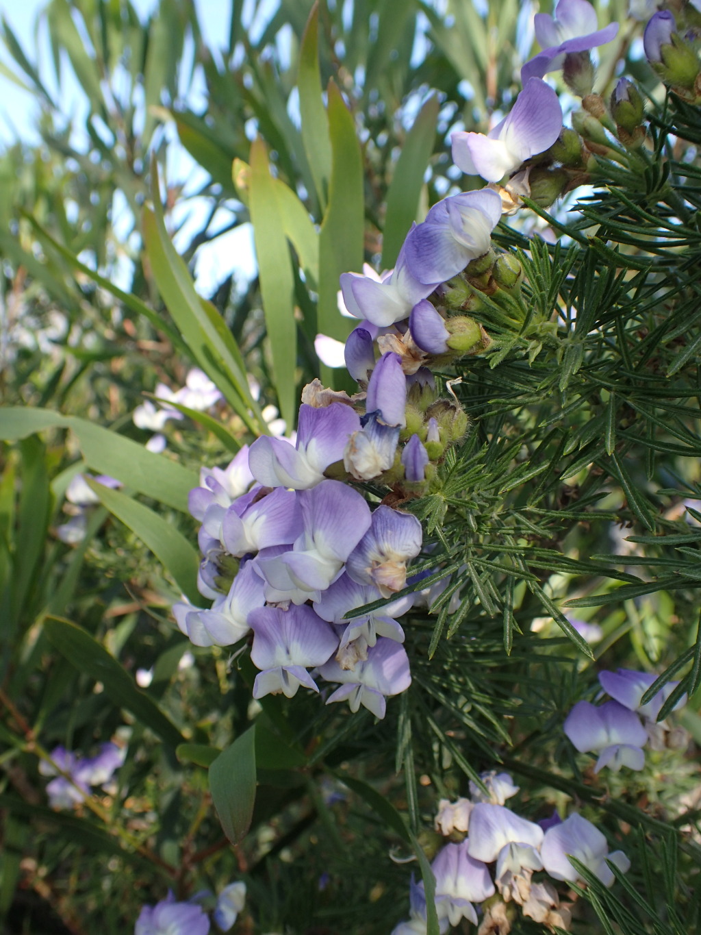 Psoralea arborea (hero image)