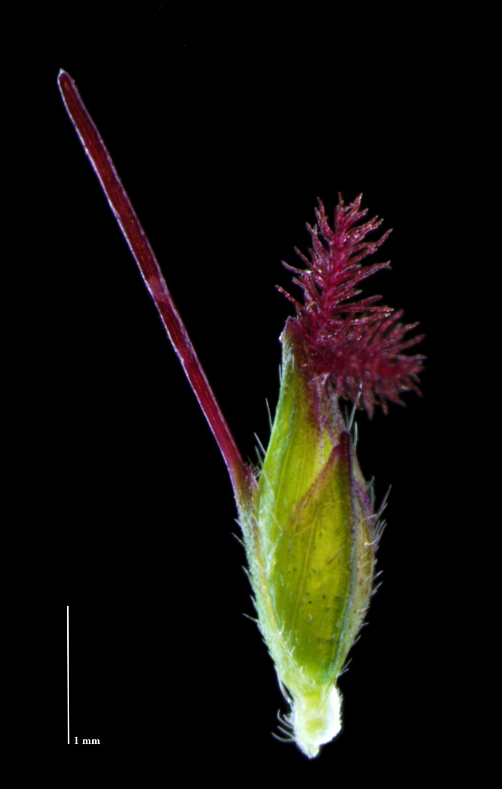 Oplismenus (hero image)