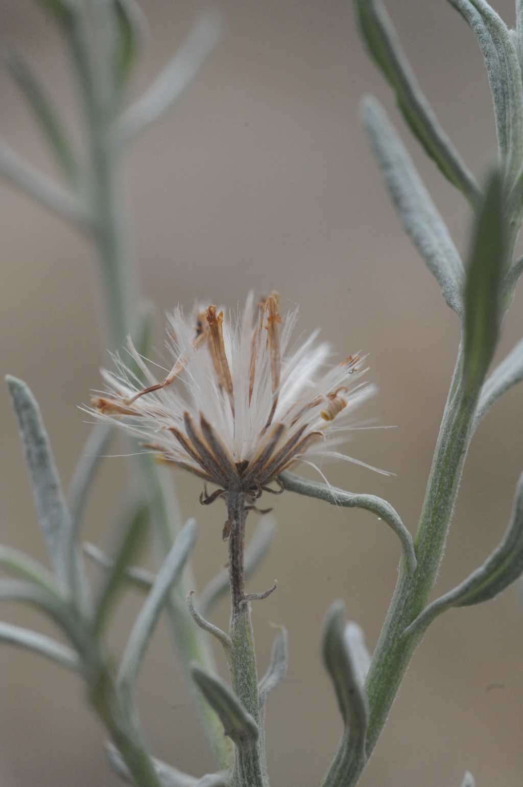 Senecio behrianus (hero image)