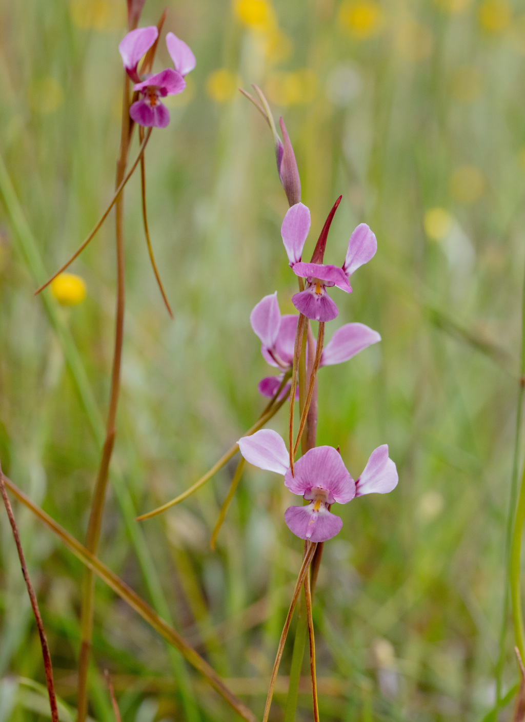 Diuris daltonii (hero image)