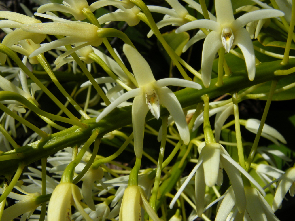 Dendrobium (hero image)