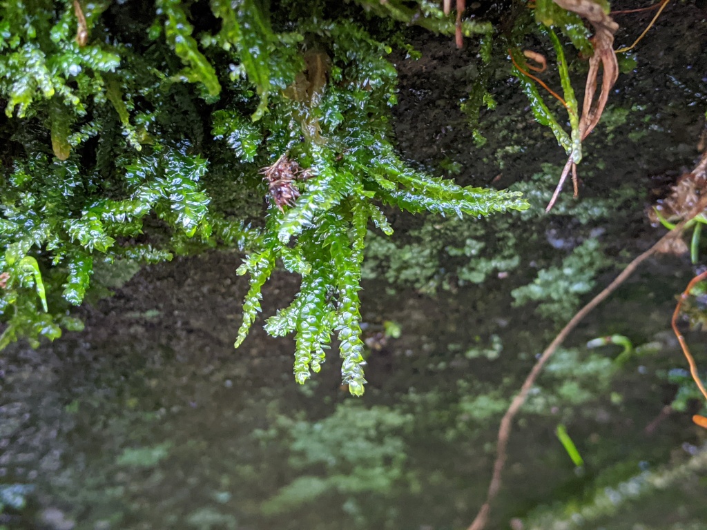 Plagiothecium lamprostachys (hero image)