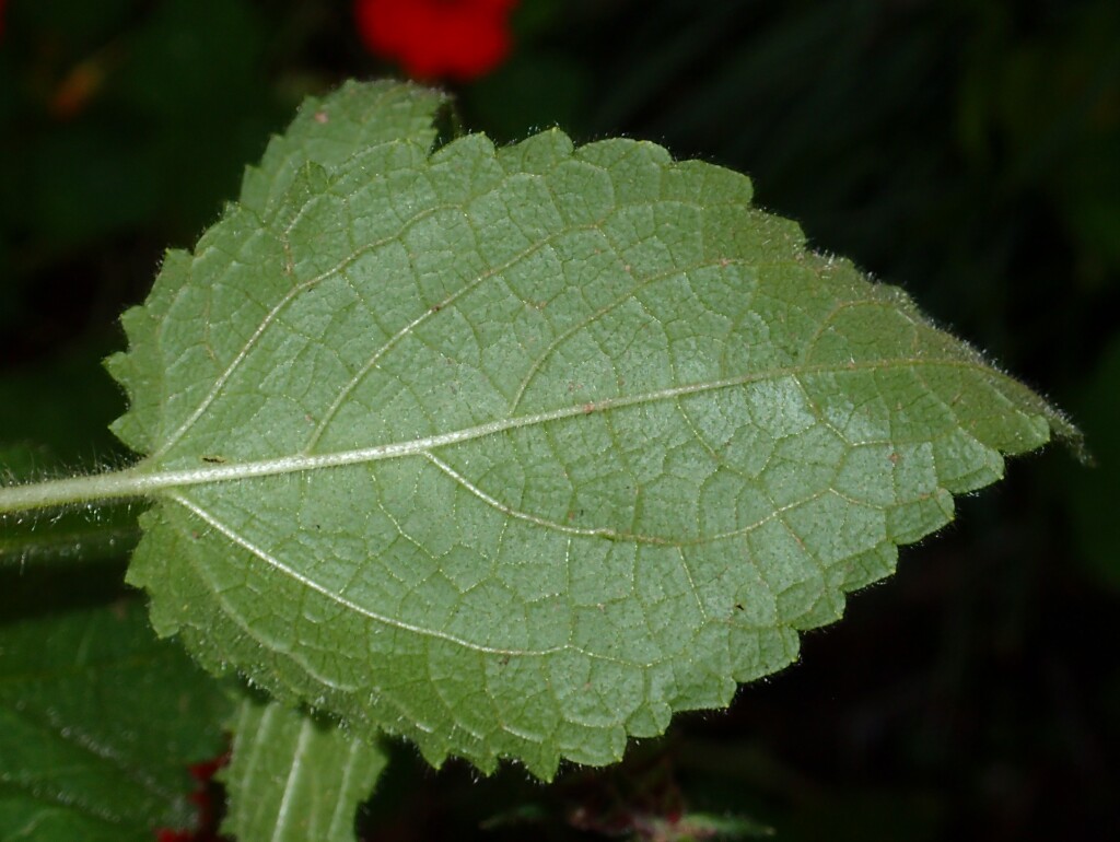Stachys (hero image)