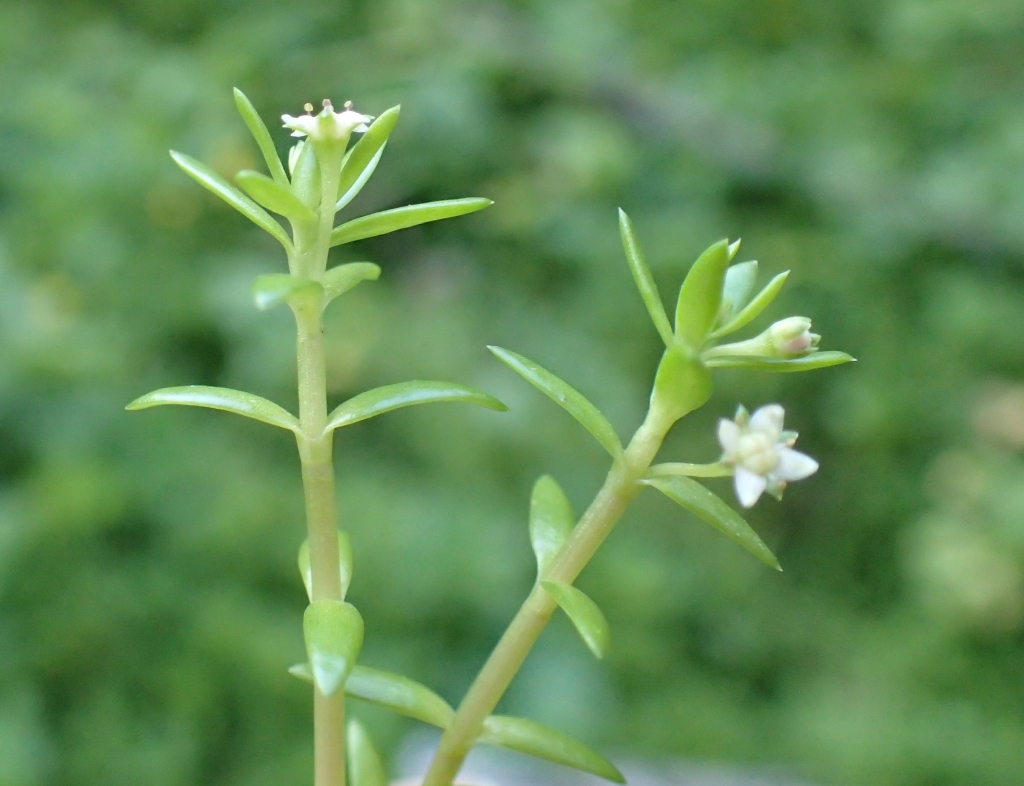 Crassula helmsii (hero image)