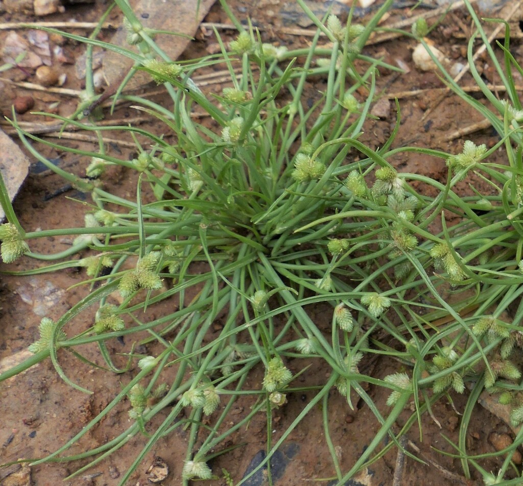 Cyperus leptocarpus (hero image)