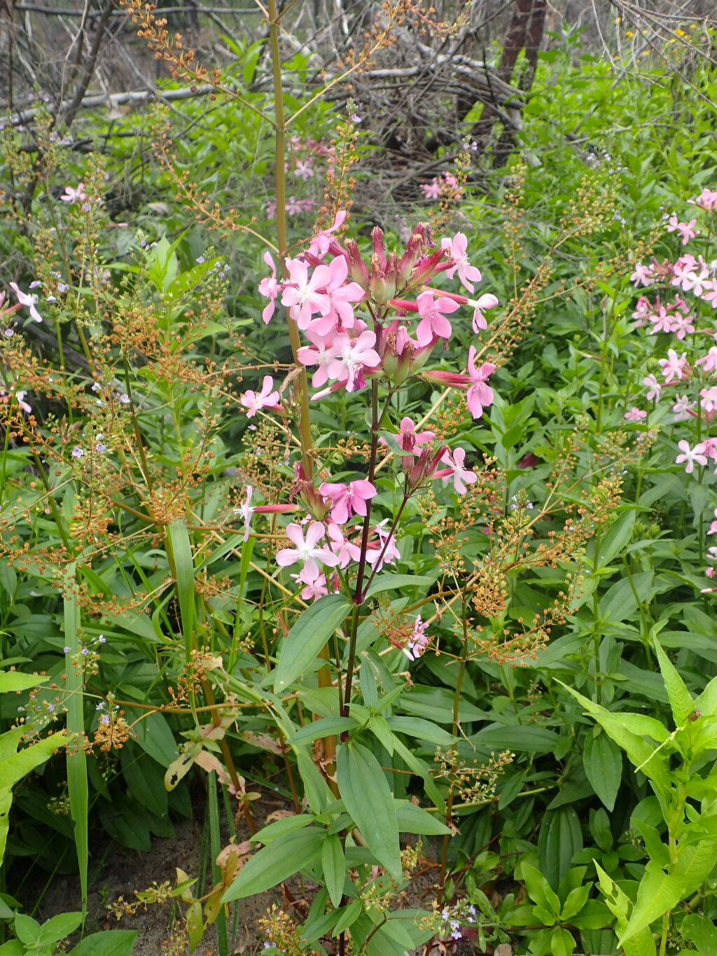 Saponaria officinalis (hero image)