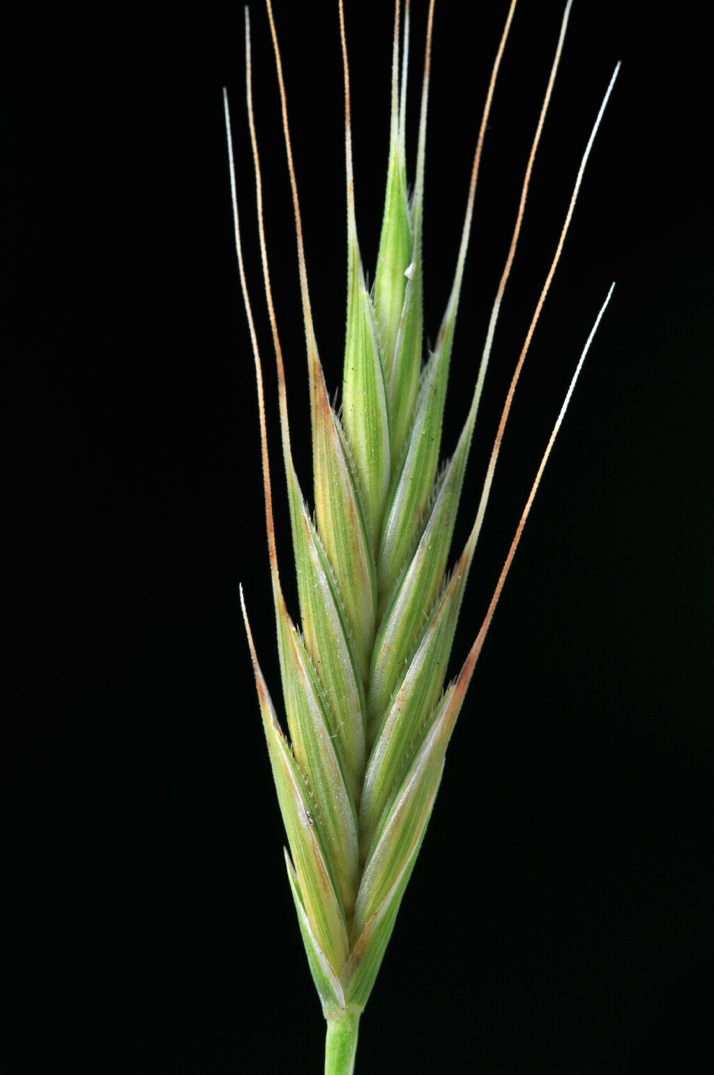 Brachypodium distachyon (hero image)