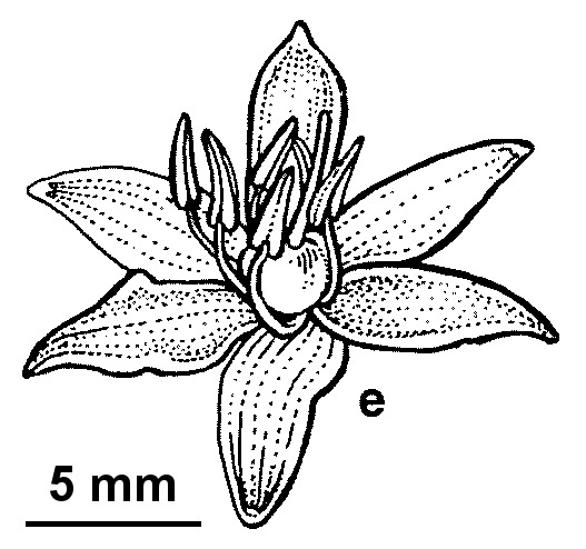 Geitonoplesium cymosum (hero image)