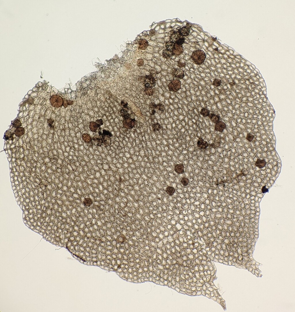 Saccogynidium (hero image)