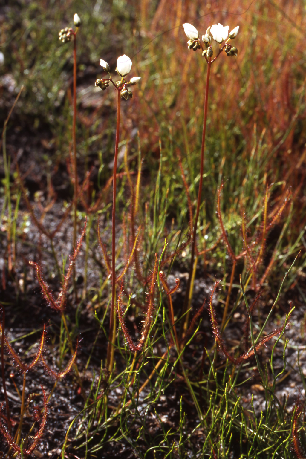 Drosera binata (hero image)