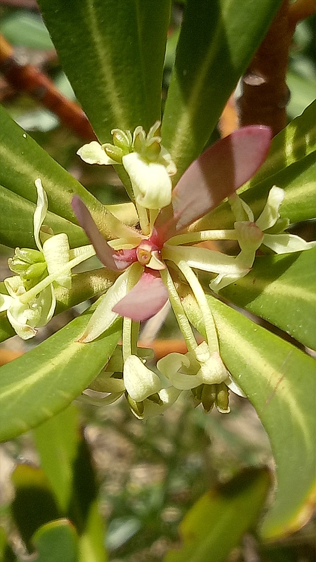 Tasmannia xerophila (hero image)