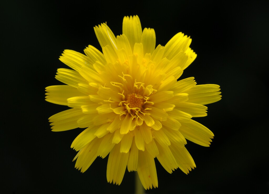 Leontodon saxatilis (hero image)