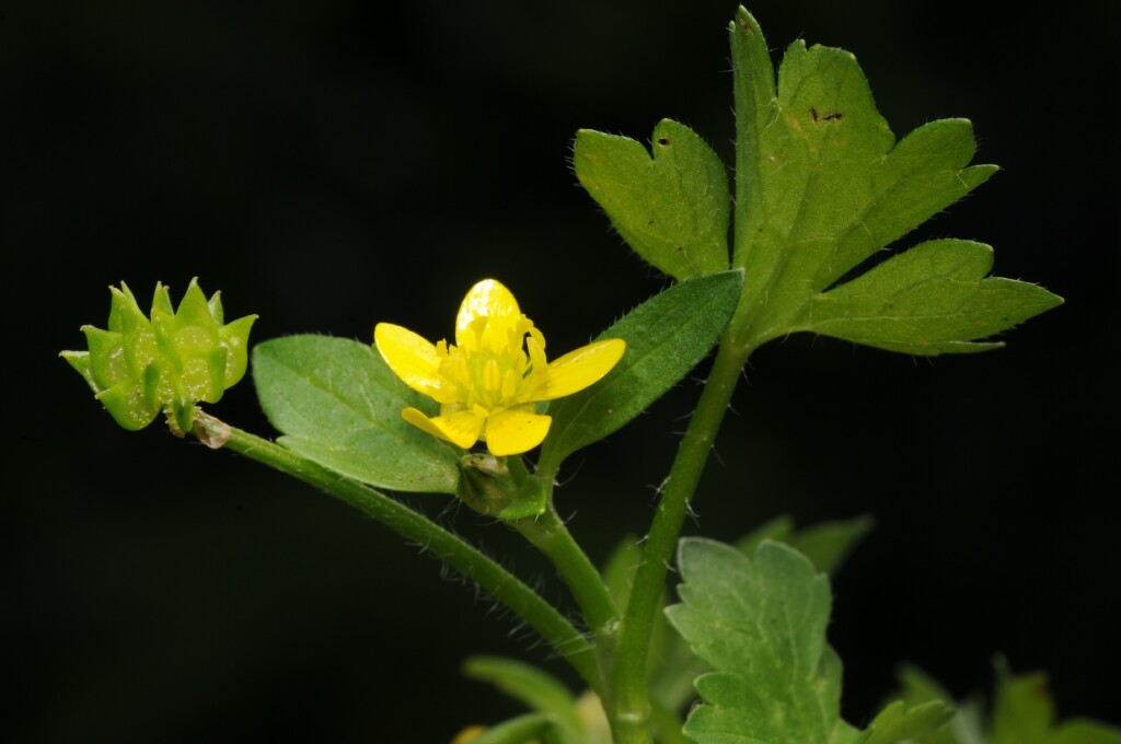 Ranunculus (hero image)