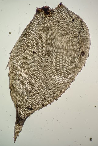 Hypopterygiaceae (hero image)