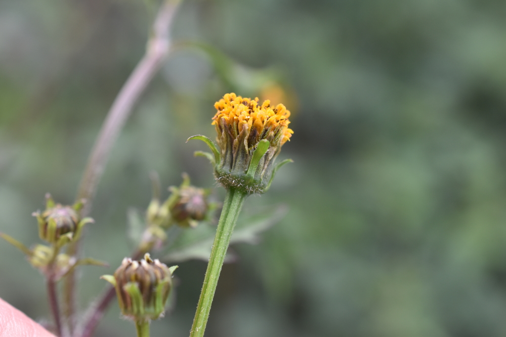 Bidens pilosa var. pilosa (hero image)