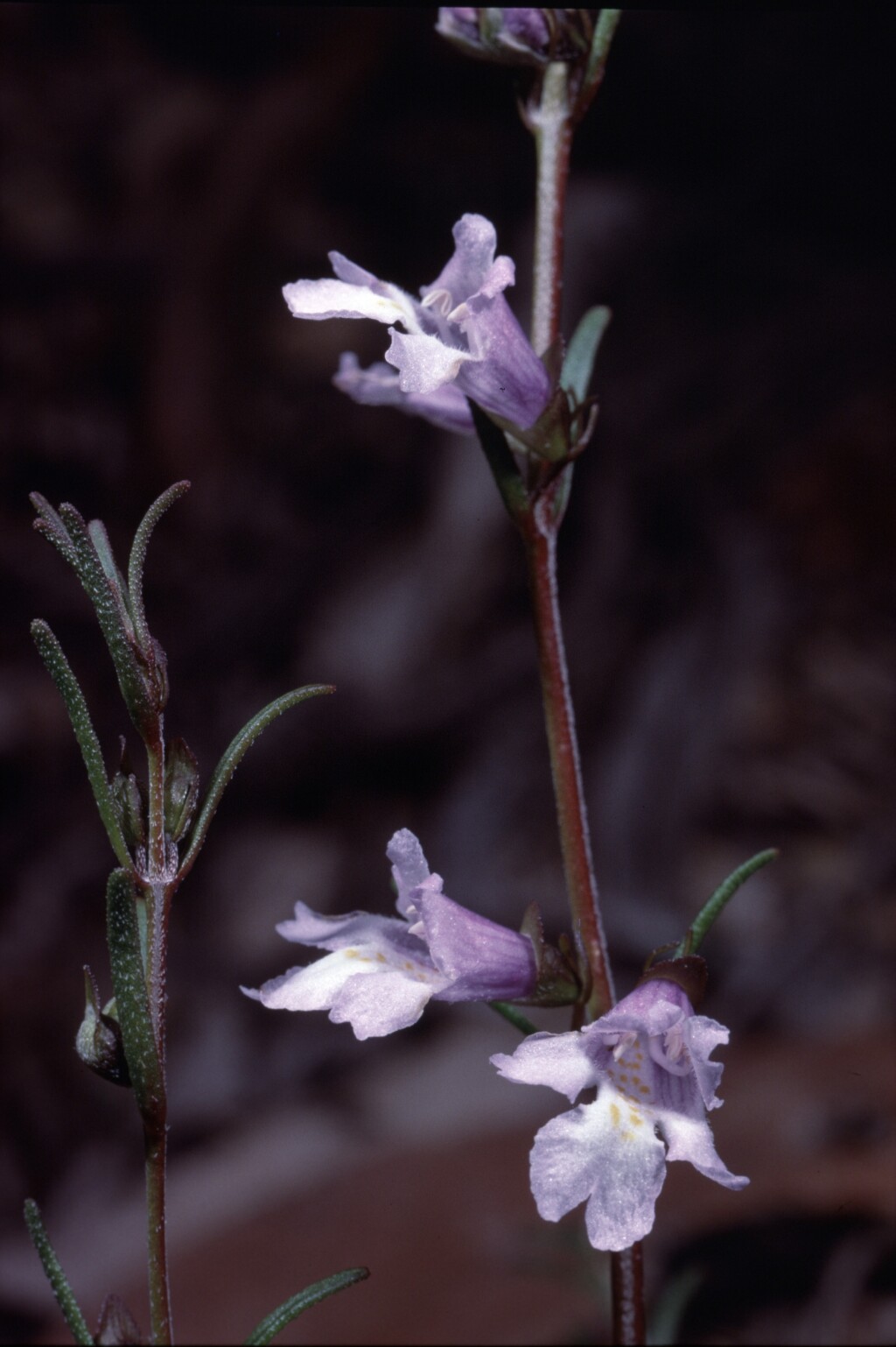 Prostanthera saxicola (hero image)