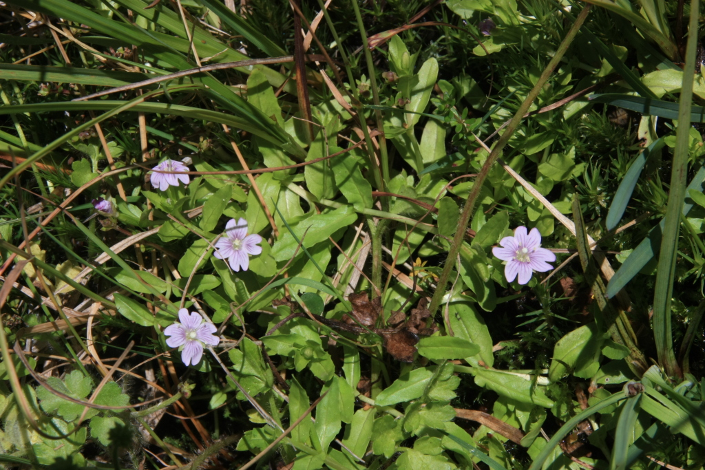 Epilobium curtisiae (hero image)