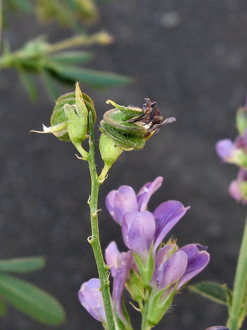 Medicago sativa (hero image)