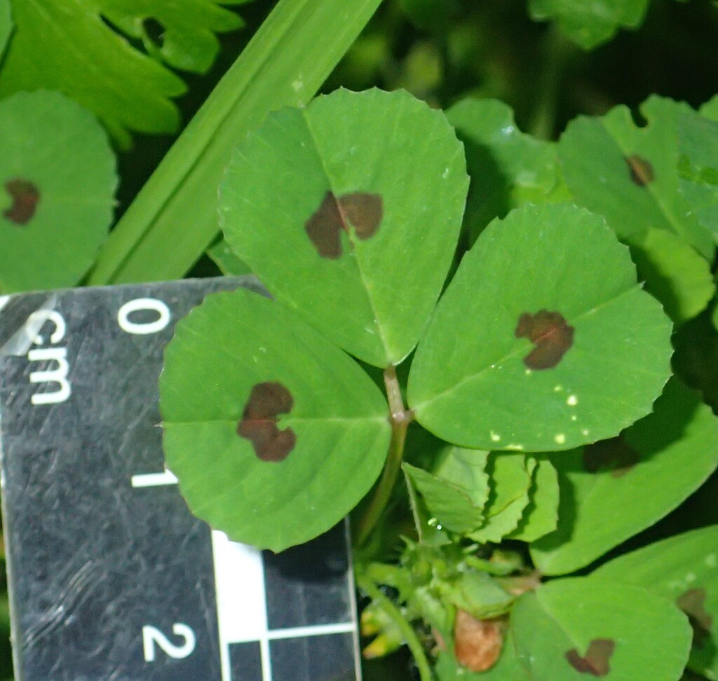 Medicago arabica (hero image)