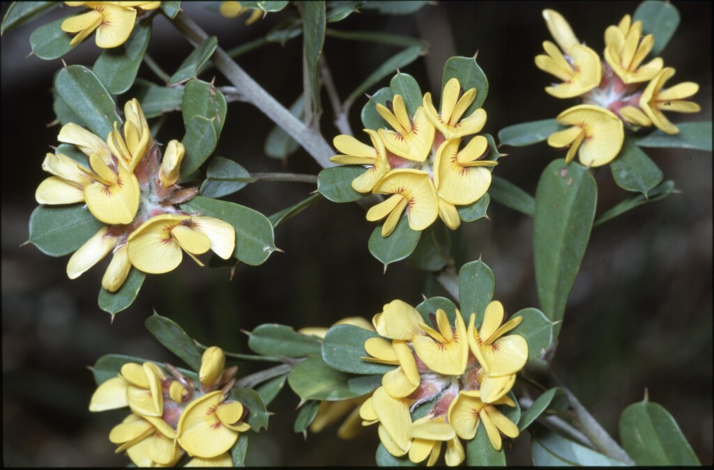 Pultenaea daphnoides (hero image)